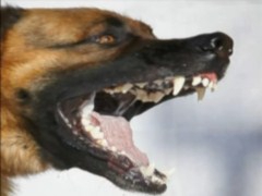 Оккупированная Украина: 3. ПР - партия власовцев Ч.2